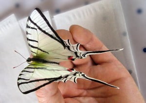 kite swallowtail butterfly