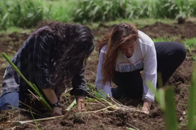 Two students digging up crops in the dirt