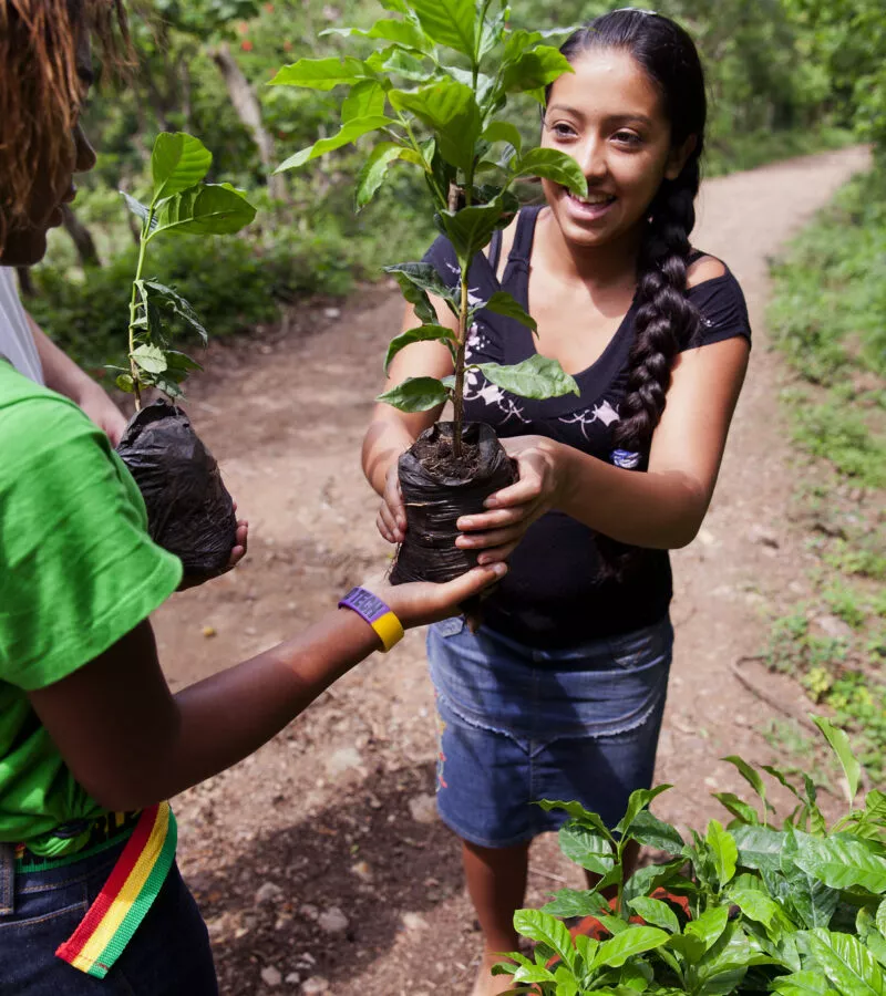 Student handing a plant to another student